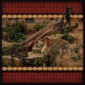 Year of the Tiger