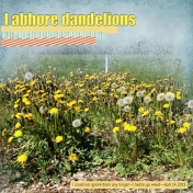 I abhore dandelions