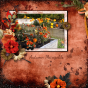 Autumn Marigolds