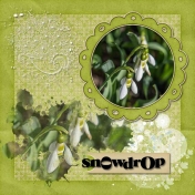 Snowdrops