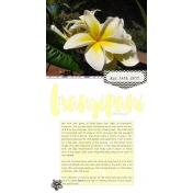 frangipani