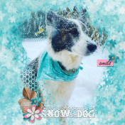 Snow Dog