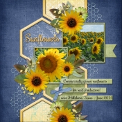 Sunflowers (ads)
