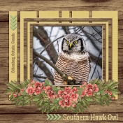 Southern Hawk Owl (GJones)