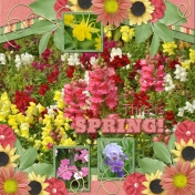 This is SPRING (WD)