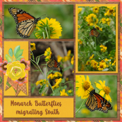 Monarch Butterflies migrating South...6scr