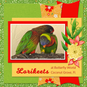 Lorikeets...6scr