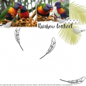 Rainbow Lorikeet