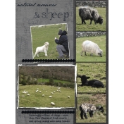 Ireland, sheep