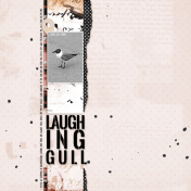 Laughing Gulls