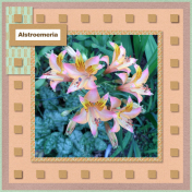 Alstroemeria