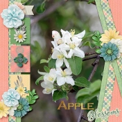 Apple Blossoms