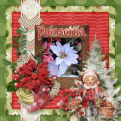 Poinsettia