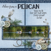 Pelicans