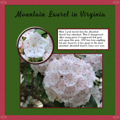 Mountain Laurel