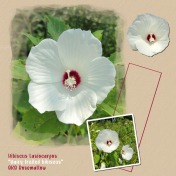 wild hibiscus