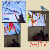 Bird TV right