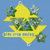 Blue Eyed Grass