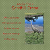 Sandhill Crane