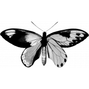 Butterfly Template 003