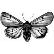 Butterfly Template 005