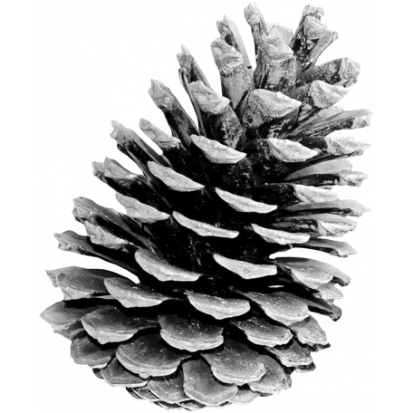 Pinecone Template 004 graphic by Janet Kemp | DigitalScrapbook.com ...