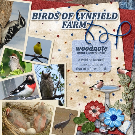 Birds of Lynfield