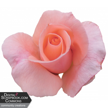 Flower - Pink 3 Rose