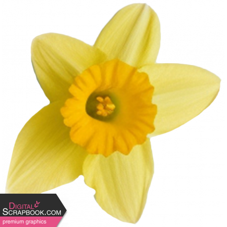 Supernova Daffodil 2