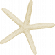 At The Beach- White Starfish