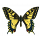 Butterfly 3