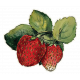 Strawberry Sticker