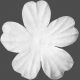 Last Fall White Flower