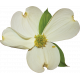 Dogwood Flower 01