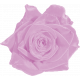 SPRING COLOR PINK LAVENDER VELVET ROSE