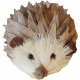 Sweater Weather- Hedgehog Pine Cone