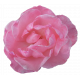 Flower- Pink 2 Rose