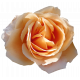 Flower- Orange 4 Rose