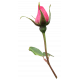 Flower- Pink 7 Rose
