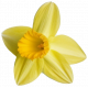 Supernova Daffodil 3