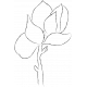 Drawn Flowers- Templates- Sketch Magnolia