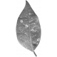 Leaves No.4 – Leaf Template 2