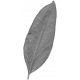 Leaves No.10 – Leaf 03 Template