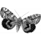 Butterfly template 056