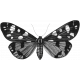 Butterfly Template 057