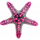 Unwind Mini Kit- Starfish