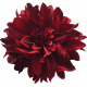 Maroon Dahlia