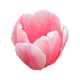 Pink Tulip 2