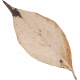 Sweet Autumn Beige Leaf