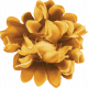 Lakeside Autumn Mustard Yellow Flower